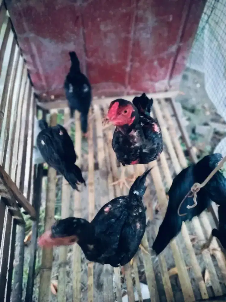 Bk mangon babon 3 laki 4