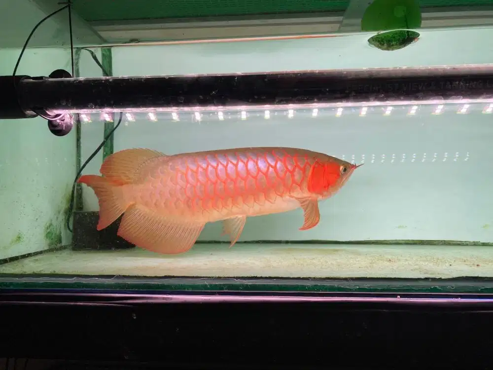 Ikan arwana cakep mantap size 45cm