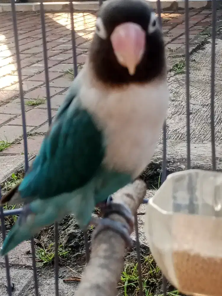 Burung Lovebird dan kandang y