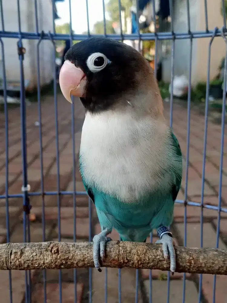 Burung Lovebird gacor