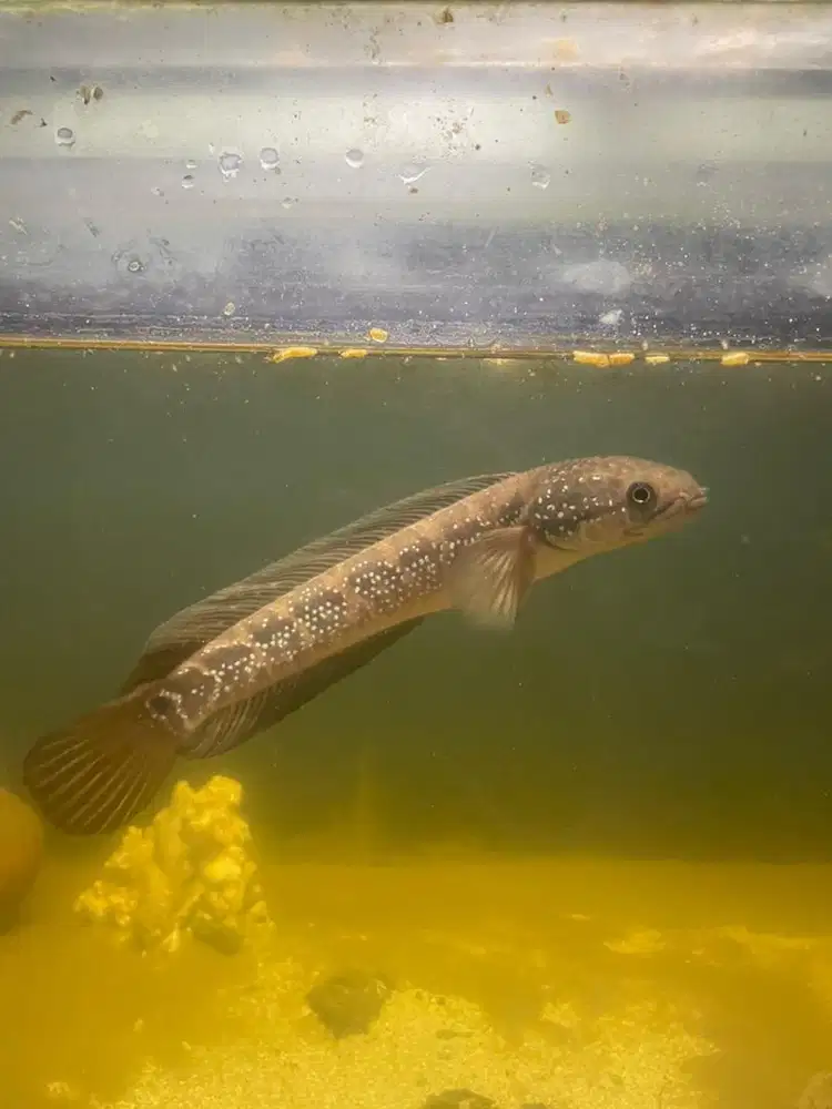 Channa asiatica size 23