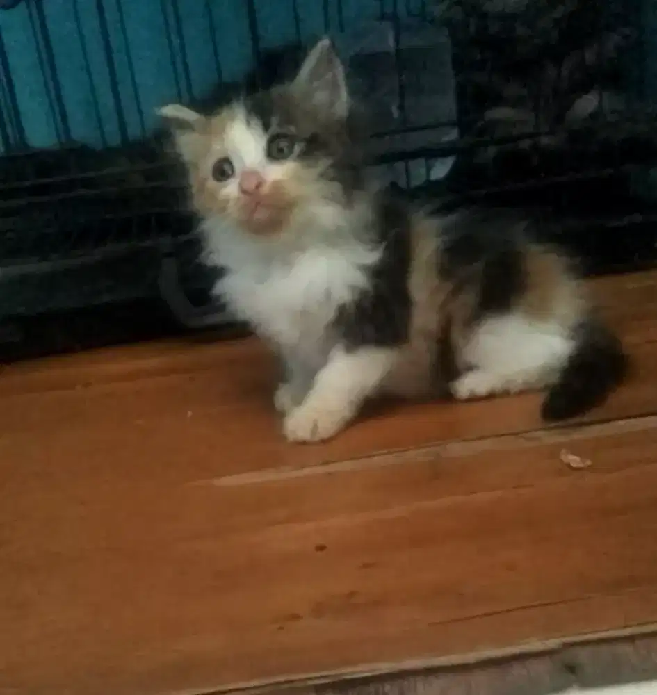 Kucing kitten Calico 1,5 bulan betina