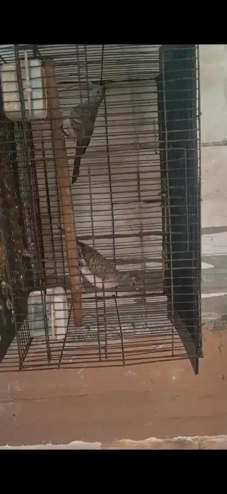 Pekutut jantan dan betina