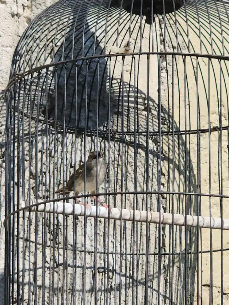 Ciblek Kristal mapan double ring army reborn