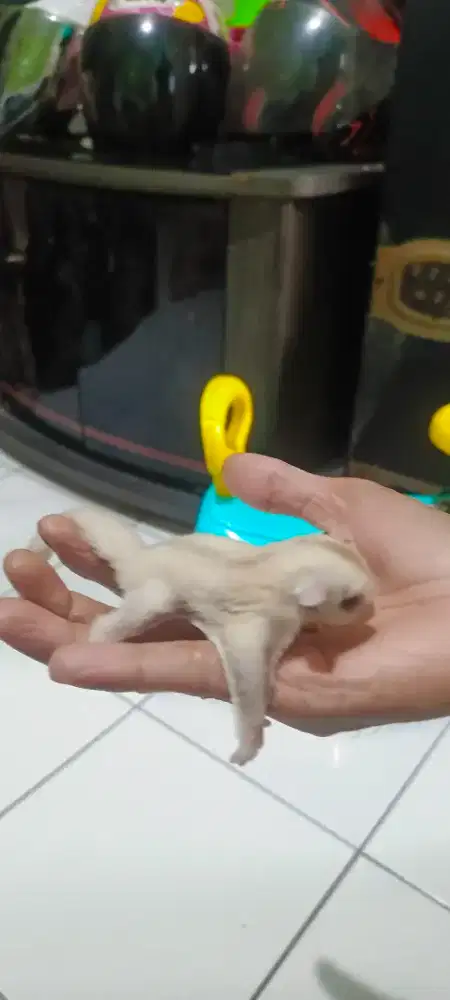 Sugar glider cremino betina joey