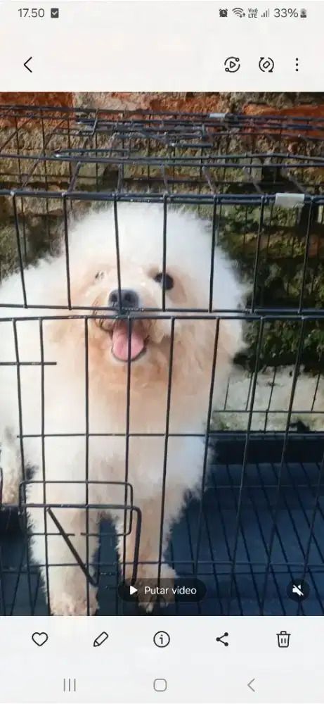 Pudddle betina dewasa