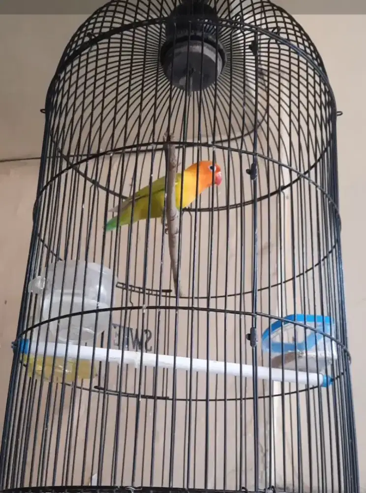 Bueung lovebird dewasa