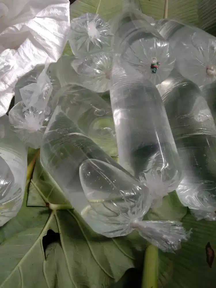 Air Bambu untuk TBC Akut dan Kronis Resistan OAT