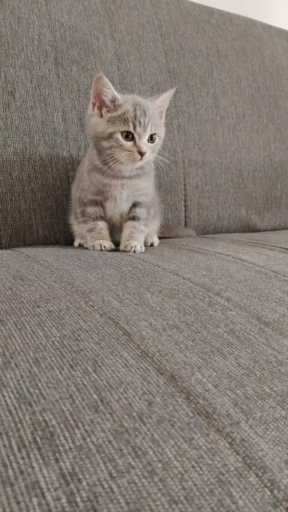 kitten british shorthair bsh blue tabby