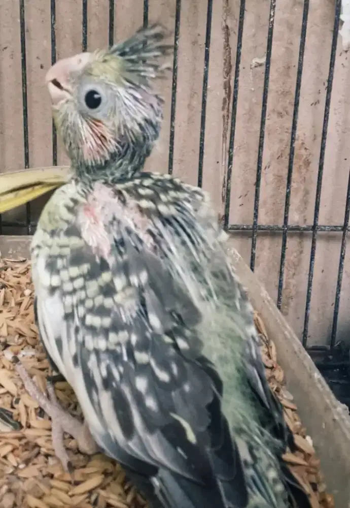 Baby falk / cocktail