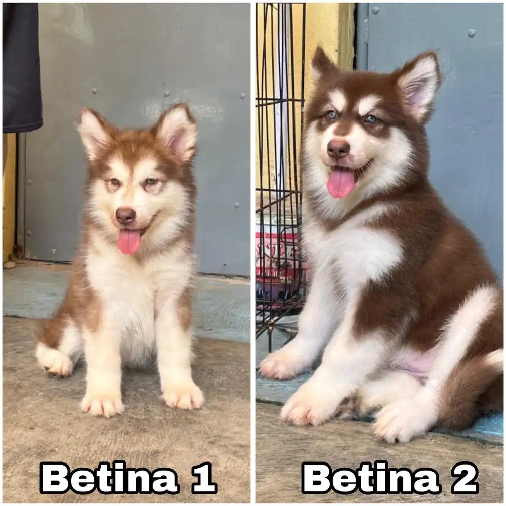 Alaskan malamute puppy betina stambum