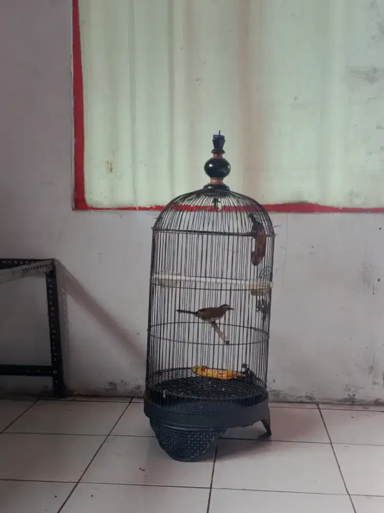 Burung, hp & speaker