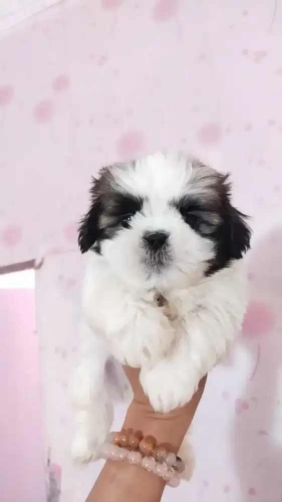 Mini Shihtzu Jantan
