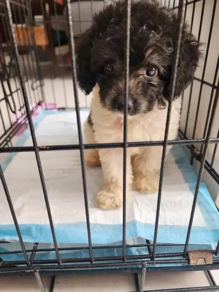 Anak toy poodle party mini betina 6 minggu