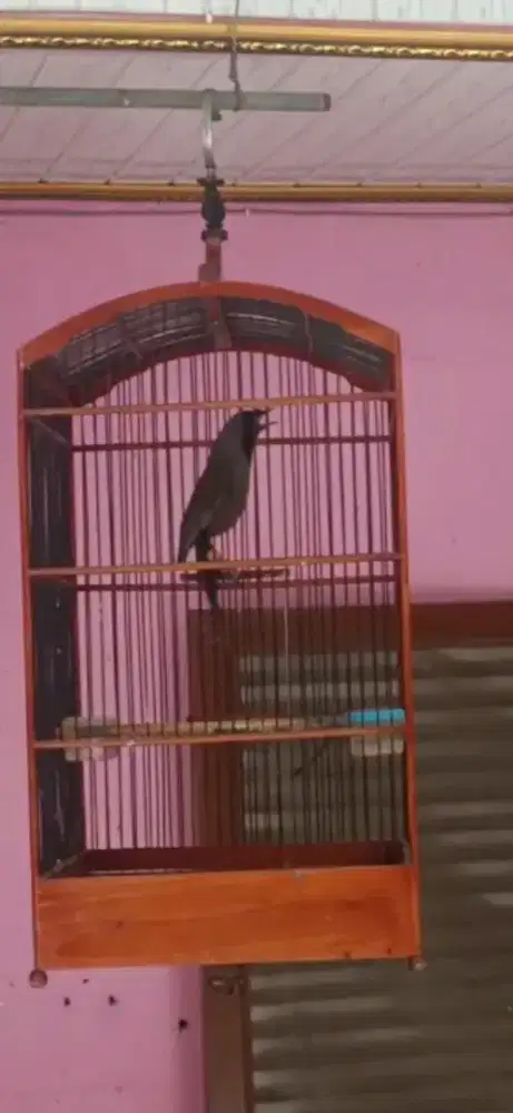 Poksay/ poksay hongkong pipi hitam gacor joged