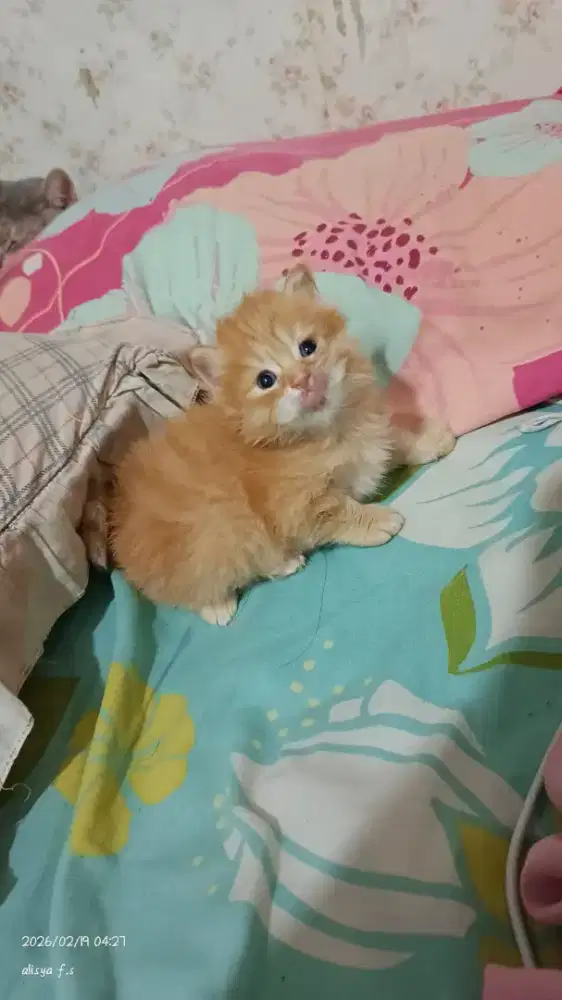 lepas adopt kitten persia betina