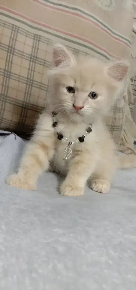 lepas adopt kitten persia jantan