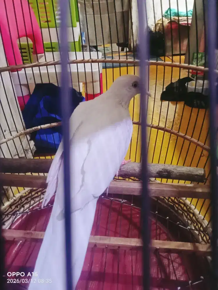 Tekukur putih polos kuk1sandun 2