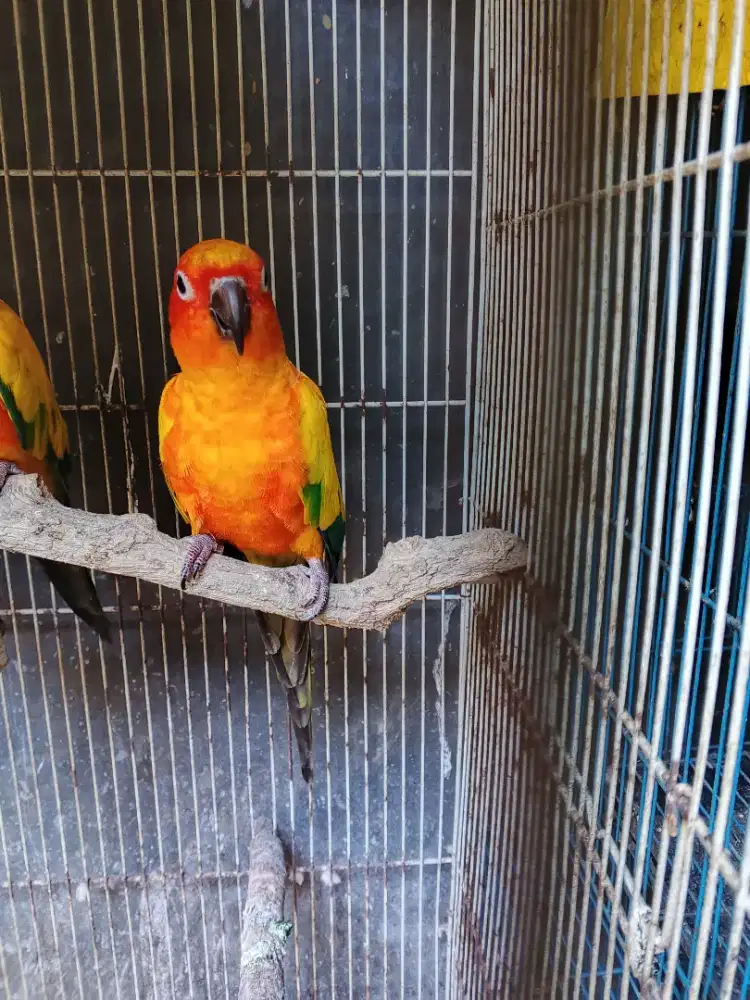 Sunconure jantan dewasa