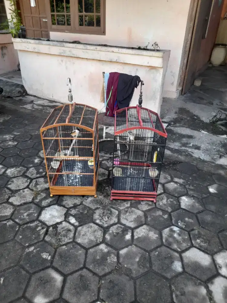 Trucuk dan cendet fullssett