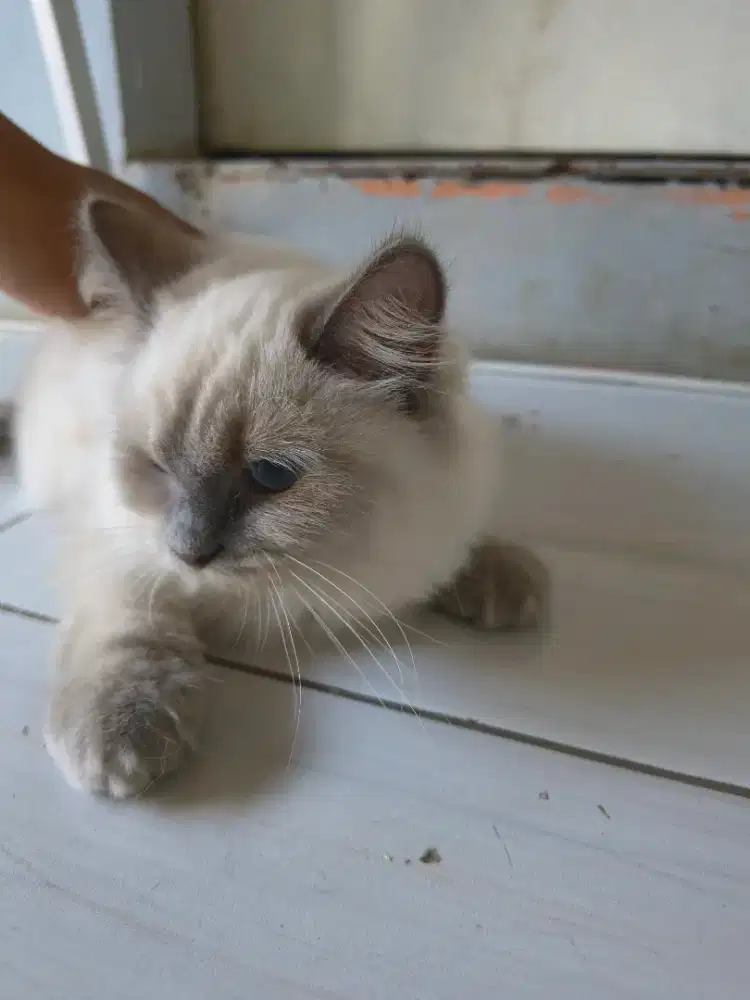 Kucing Himalaya Betina Umur 4 Bulan