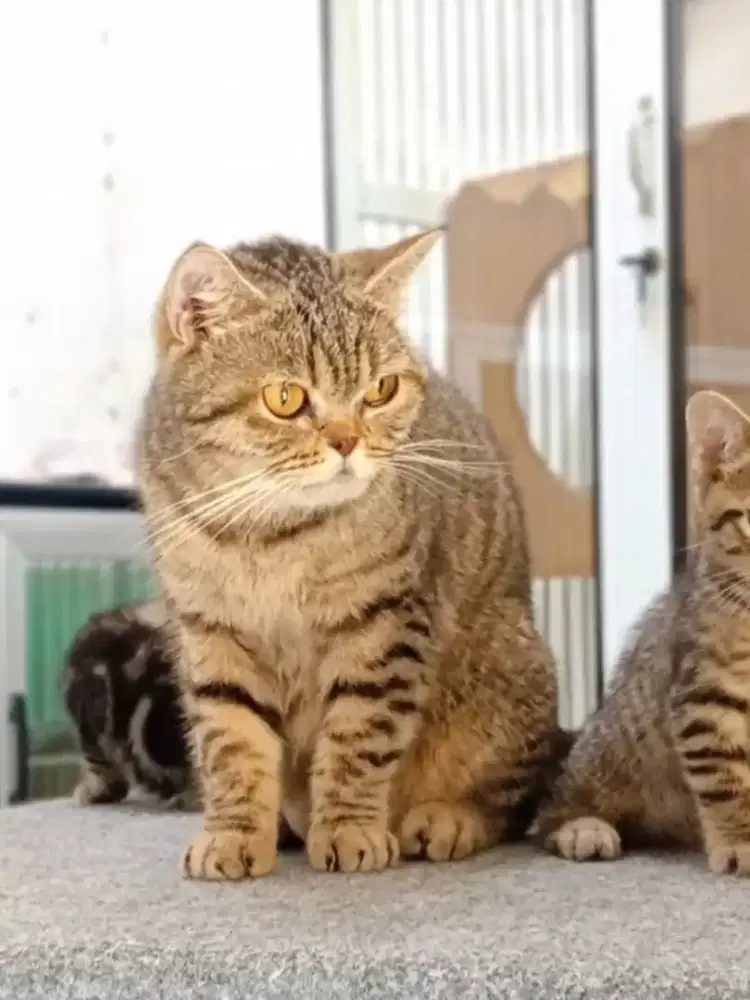 Scottish straight proven