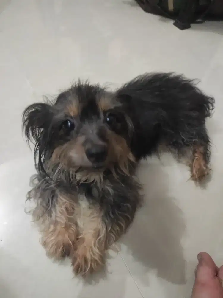 Dijual seekor anjing