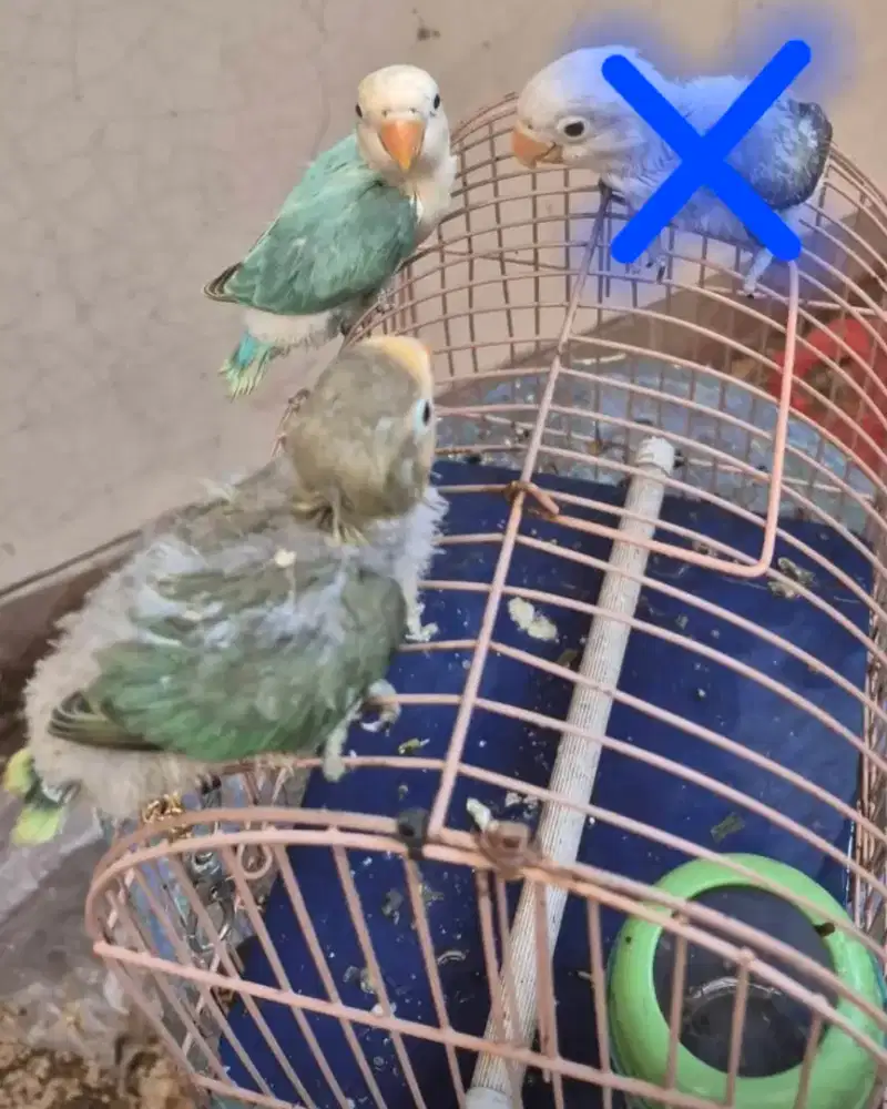 Love bird, Lovebird Biola, warna sesuai difoto, bio pb, bio euwing dll