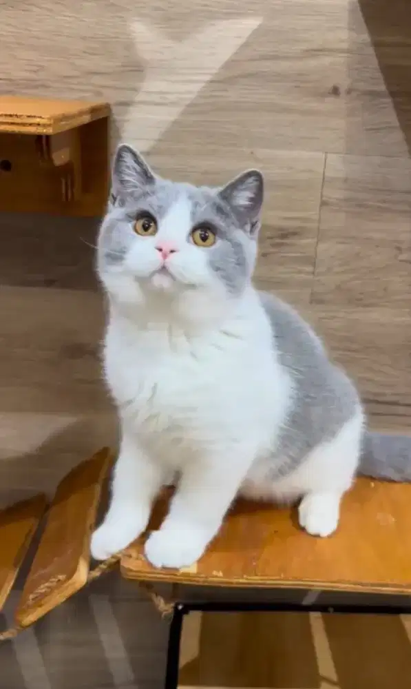 BSH Bicolor Blue Jantan Line Import