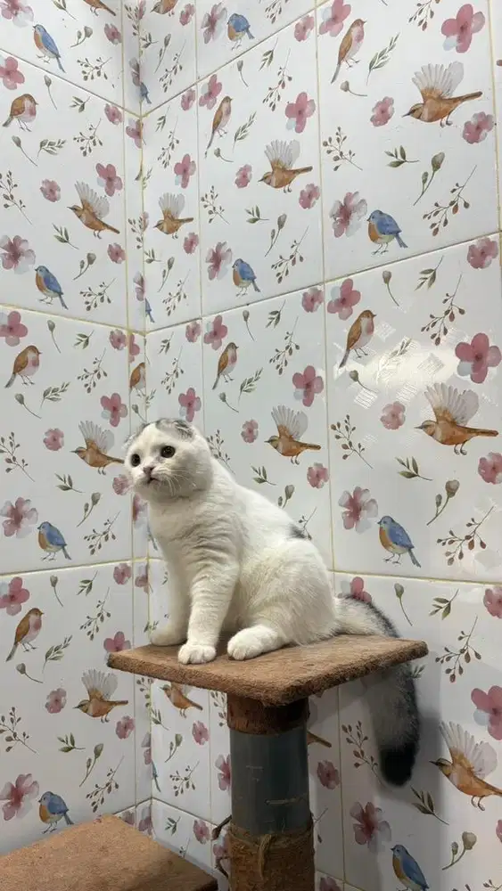 Kucing Scottish fold