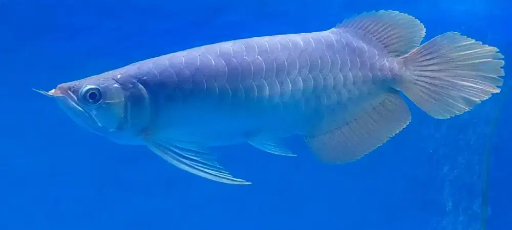 Arwana super red 34cm spesial anatomy