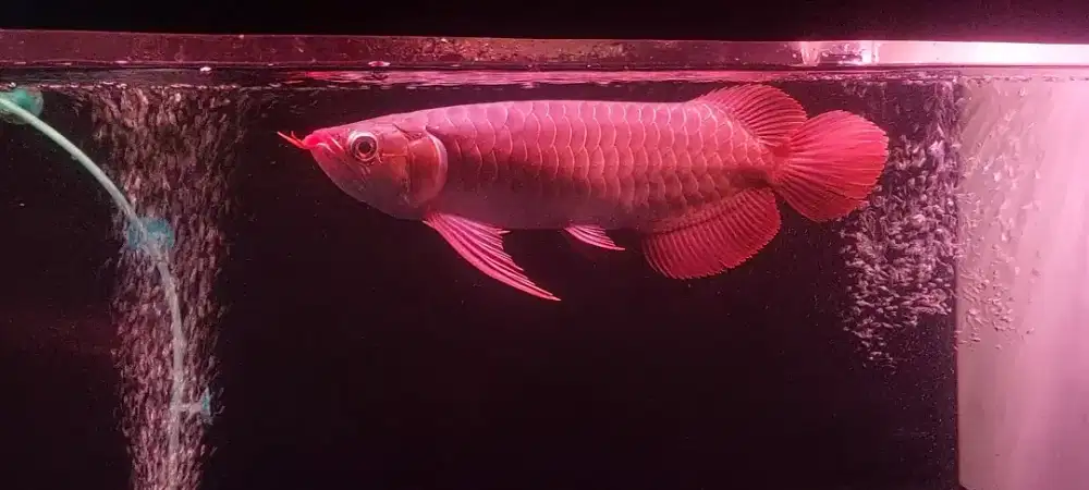 Arwana superred 35cm