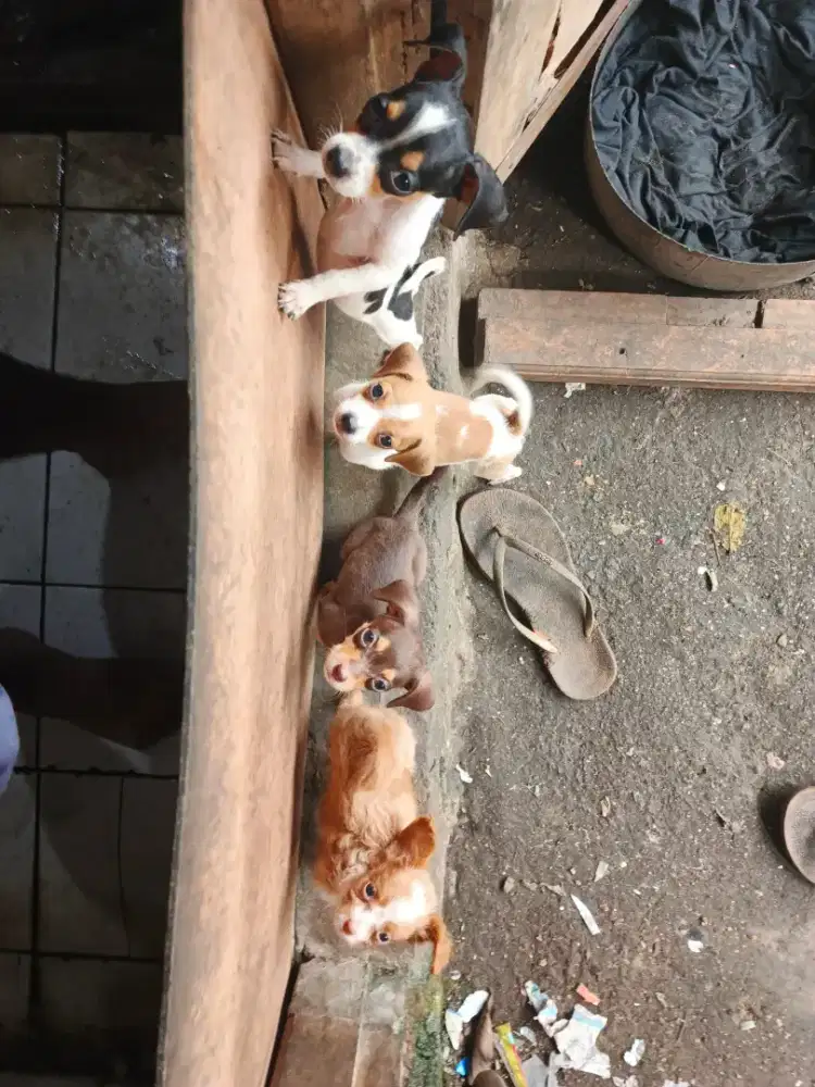 Anjing mini pincher(anjing mini) 2 bulan
