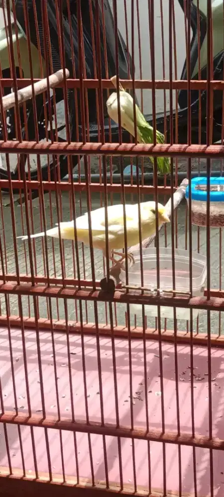 Dijual kenari AF riwikan warna cerah, jantan 100%