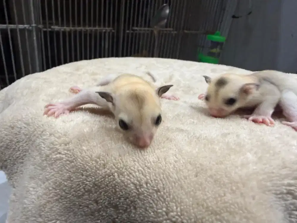 Sugar glider joey