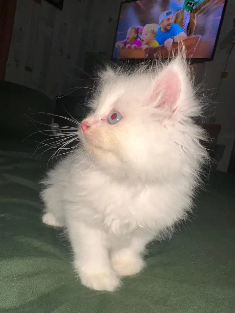 Kucing persia mix himalaya