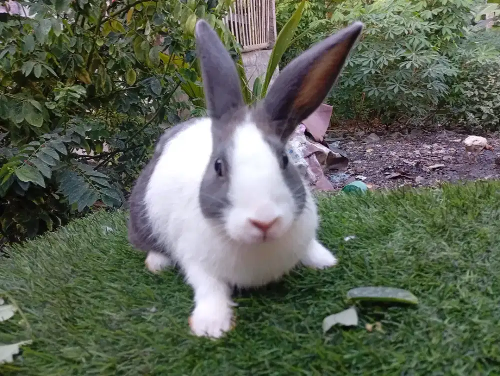 Kelinci dutch warna cerah