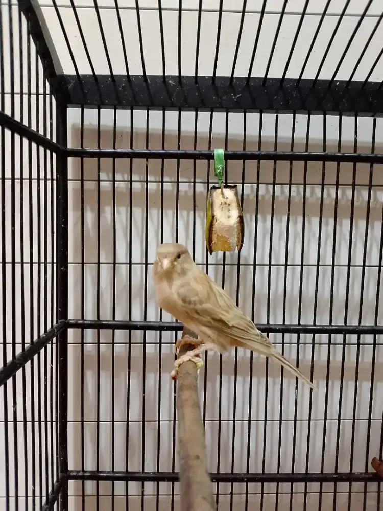 Kenari AF Starblue Isabel Siap Kawin