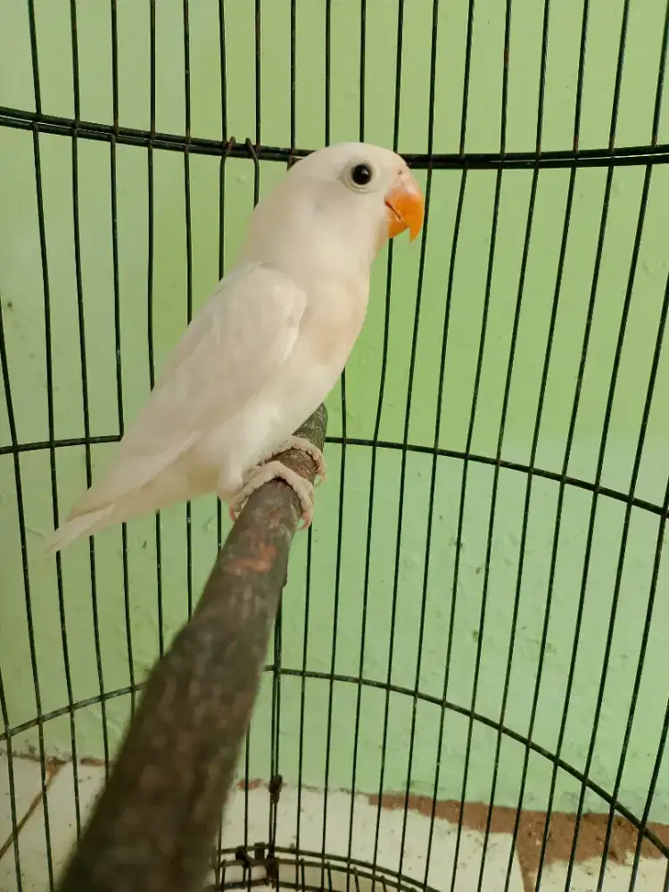 Lovebird Balibu Sudah aktif Ngekek