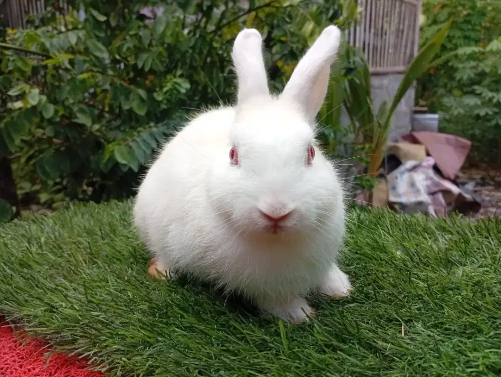 Sepasang kelinci netherland dwarf