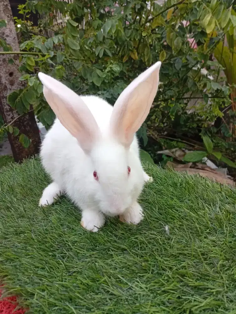 Kelinci silangan jumbo