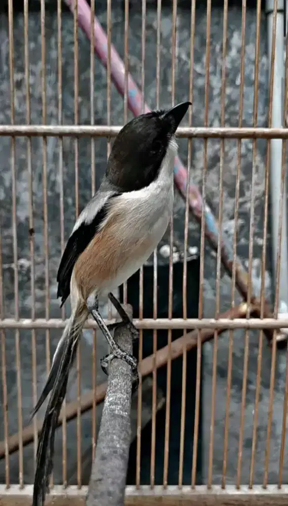 Cendet madura gacoran