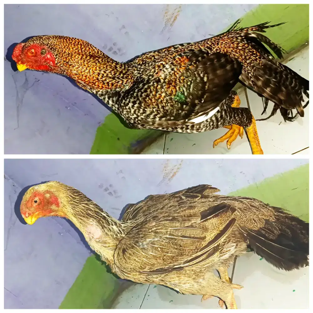 ayam Aseel parrot sepasang