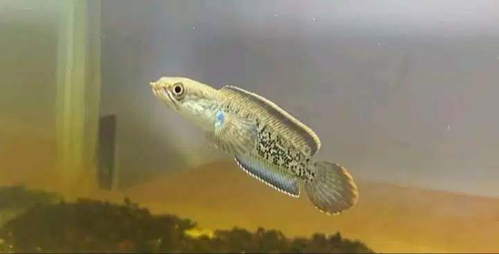 jual aja stewarti sama tank ukuran 30×20×20