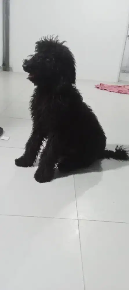 Giant poodle black jantan open adopt