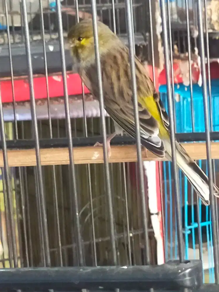 Jual burung kenari Sery F1ys gacor