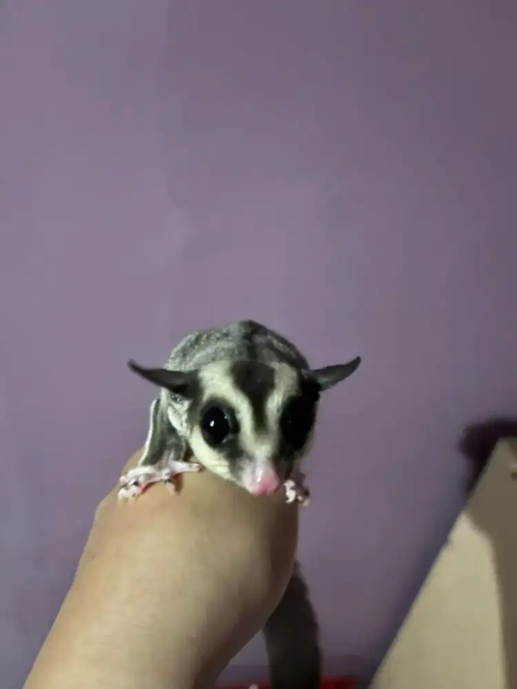 jual cepet aja sugar glider jinak usia 6 bulanan masi nego