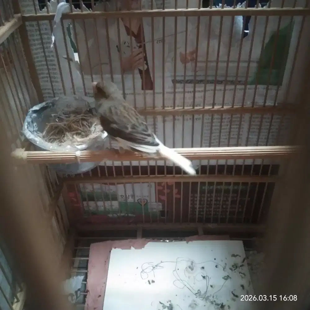 Kenari betina warna rutgal