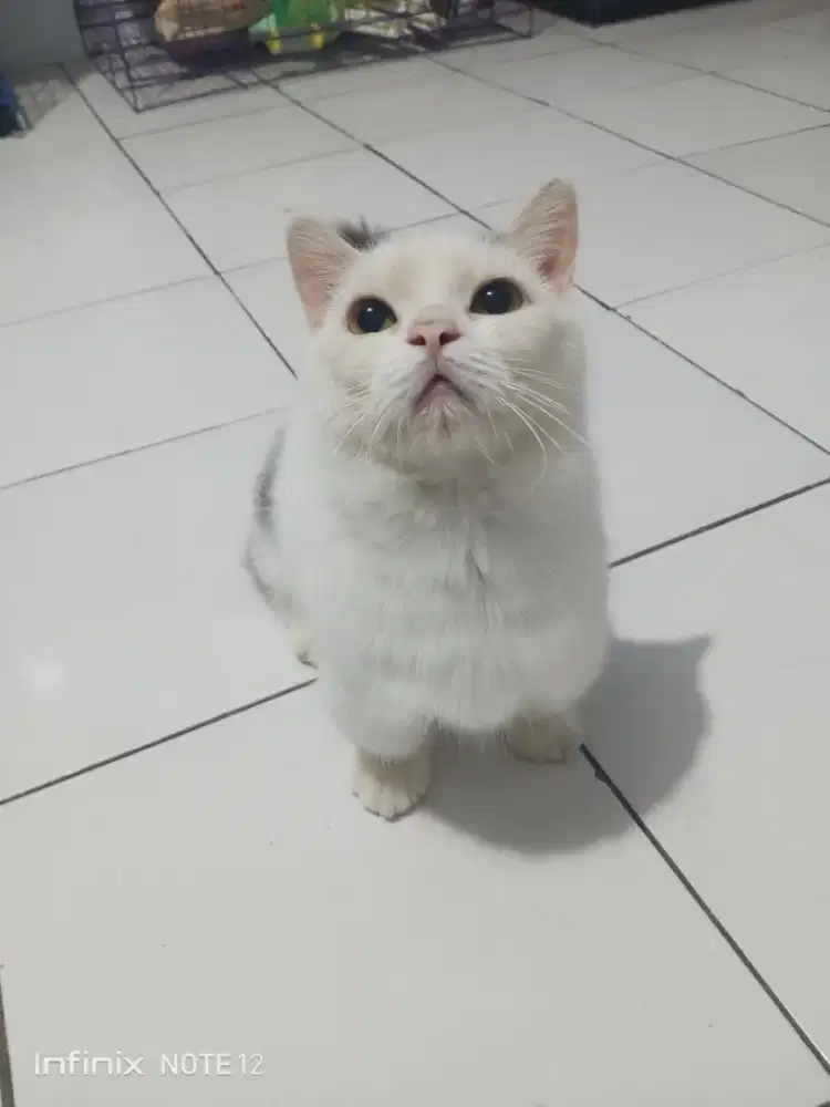 open jasa pacak Munchkin bsh jantan murmer