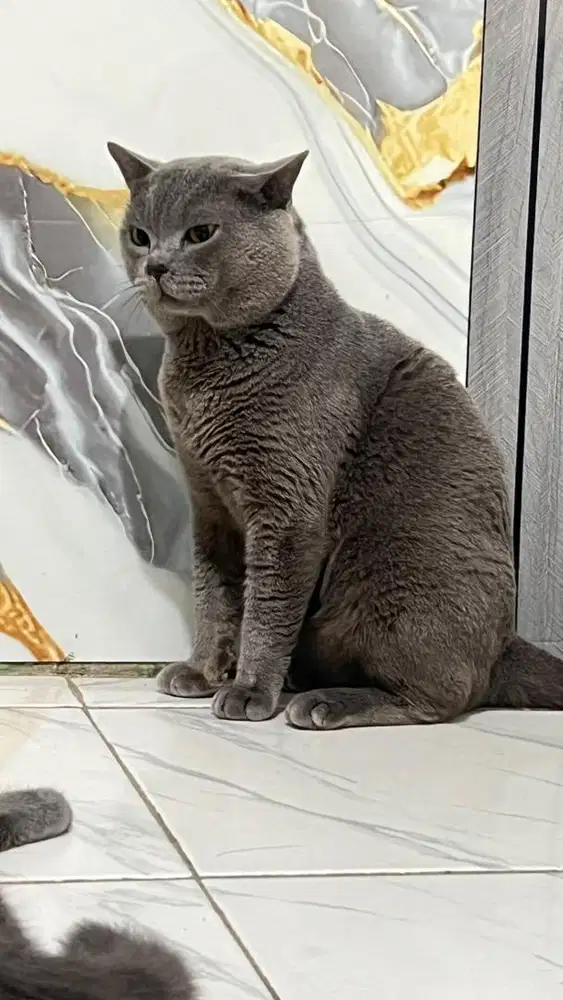 Jasa pacak kucing BSH